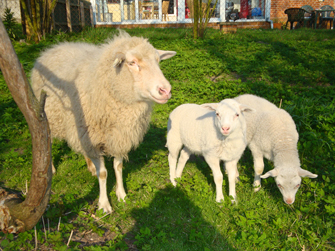 Mama Schaf mit Lämmern
