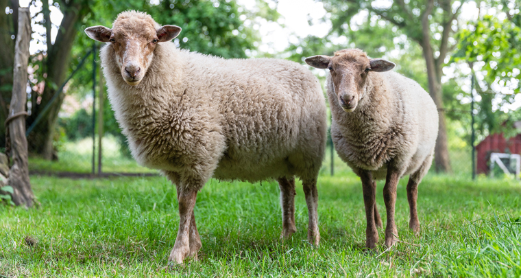 Schafe auf dem Ferienbauernhof